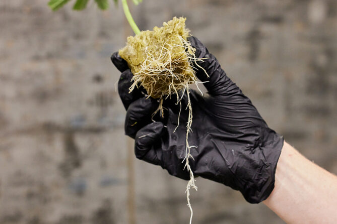 man wearing black latex glove holding roots and soil of young cannabis plant ready for transplant