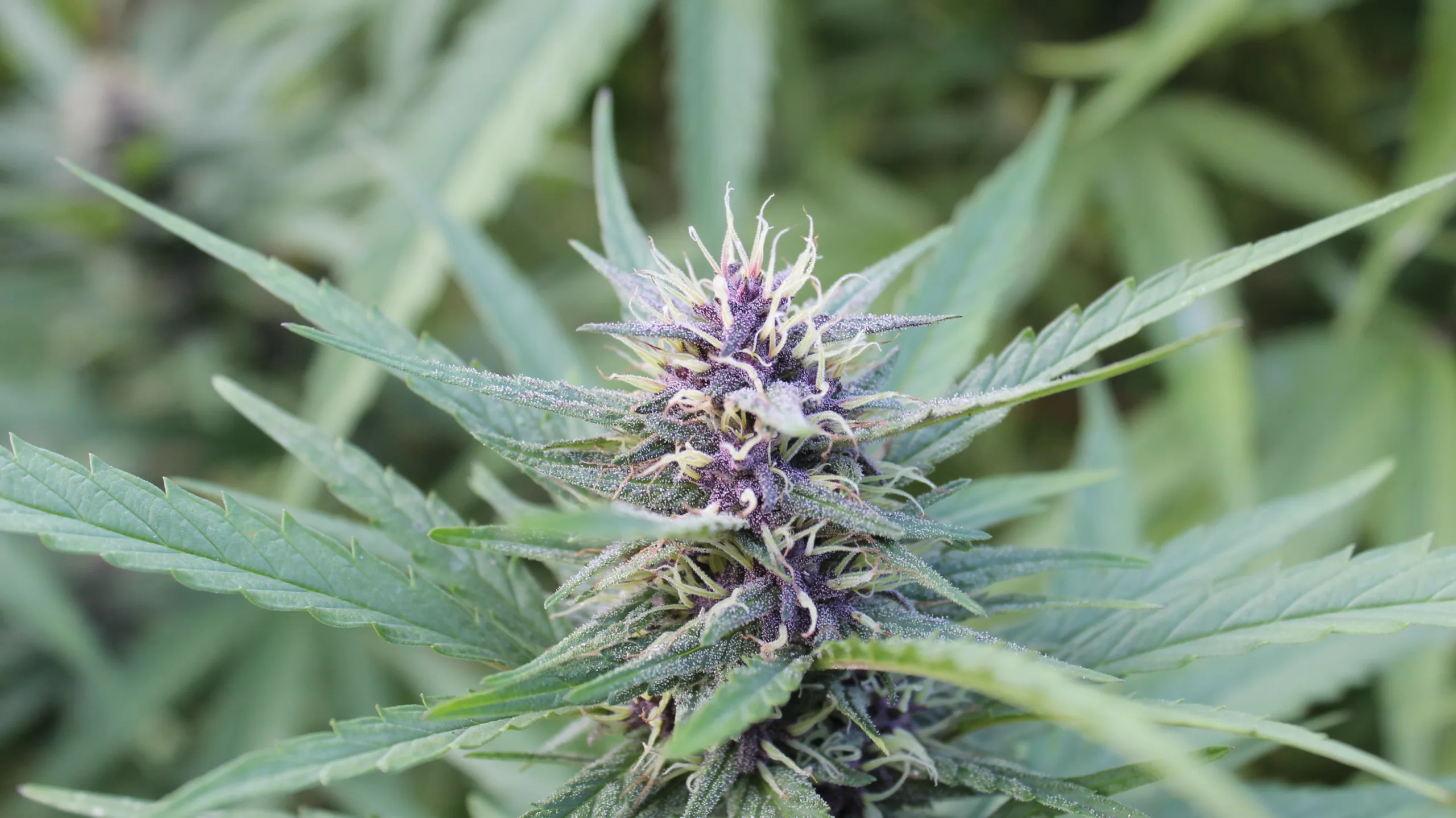 purple indica cannabis plant with flowers