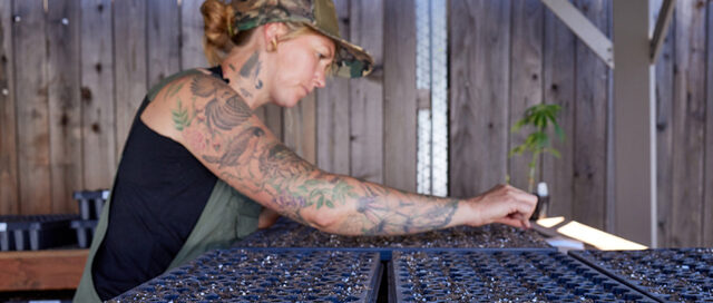 Jasmin Salisbury, Executive Administrator at HSC potting Jelly Donutz autos_ photo credit - Courtesy Humboldt Seed Co