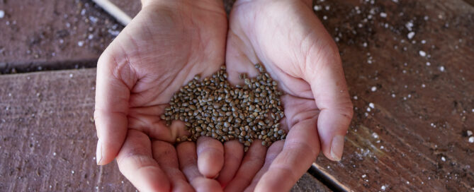 indica cannabis seeds being held in the open palm of two hands together over a wood table where to buy indica seeds