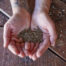 indica cannabis seeds being held in the open palm of two hands together over a wood table where to buy indica seeds