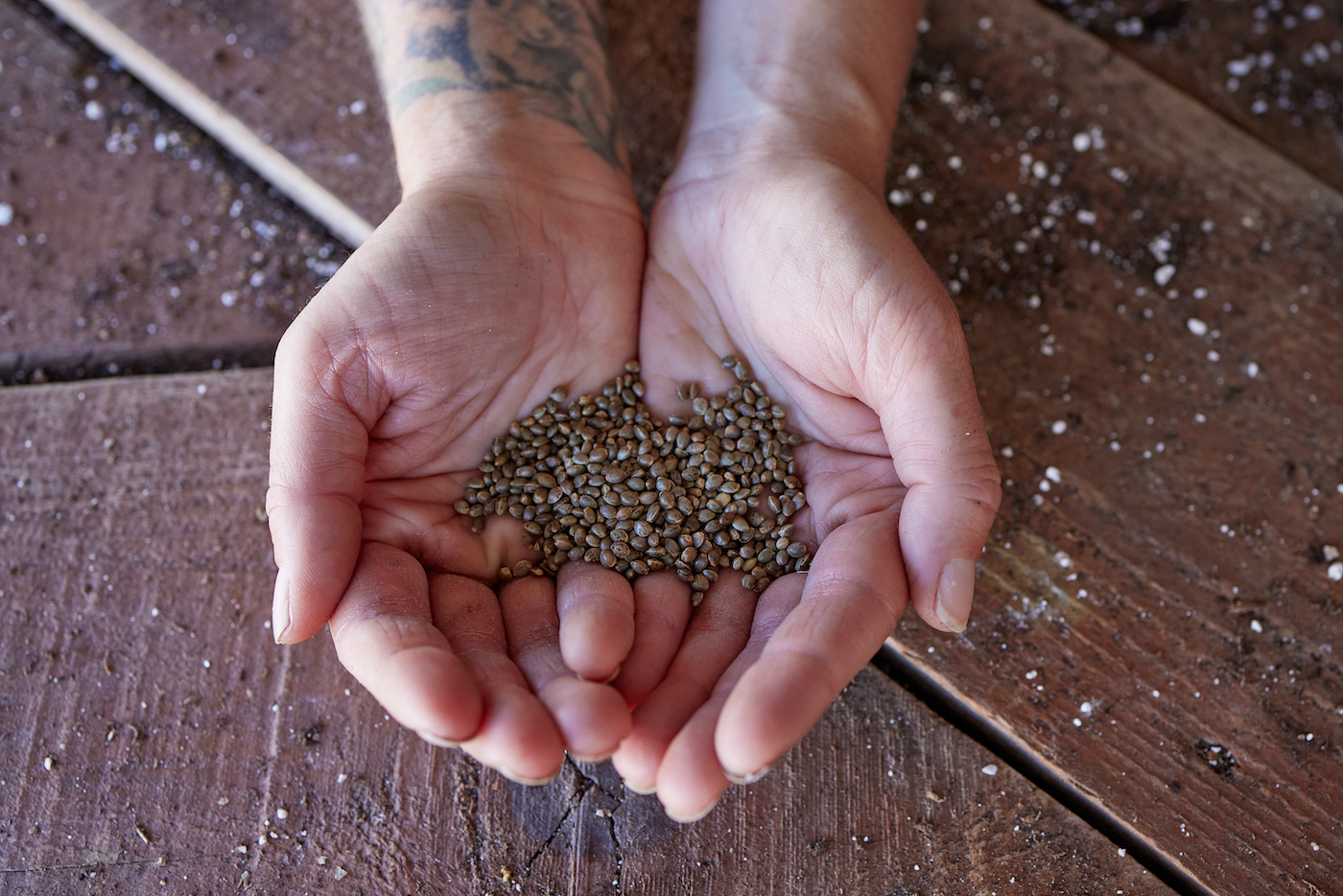 indica wietzaadjes die in de open palm van twee handen samen boven een houten tafel worden gehouden waar indica zaden kopen