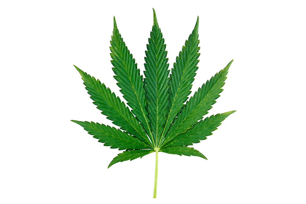 Professional photo of a large green indica fan leaf shot on white background. Cannabis fan leaf grown from indica seeds.