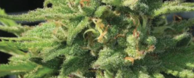 Bigfoot Glue cannabis strain live plant photo showing top nug in rich green colors