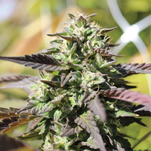 Chunkadelic Autoflower Cannabis Strain groeit buiten, met donkere waaierbladeren, suikerbladeren en rijke groene toppen.