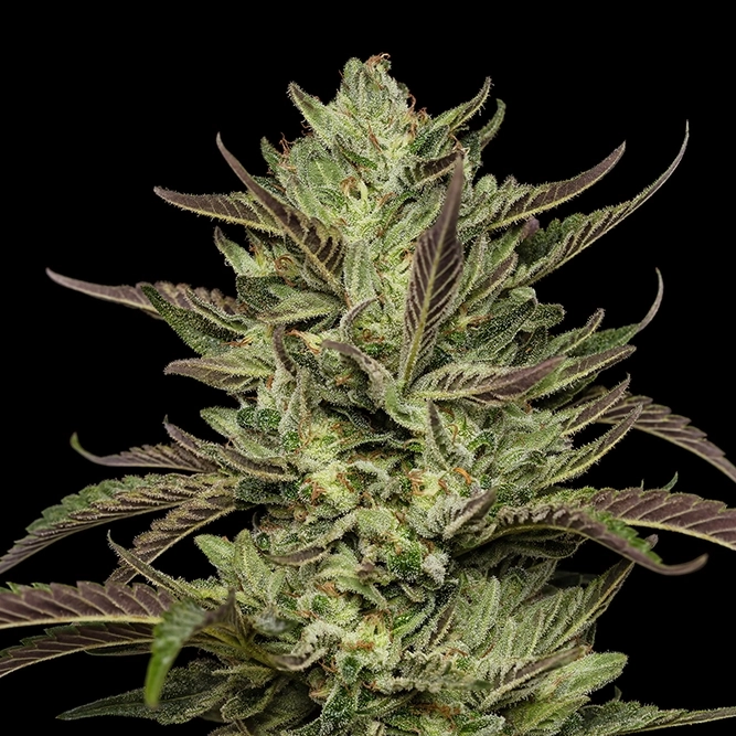 Collie Man Kush live marijuana plant photo with dark purple to brown coloring