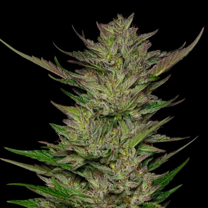 Don Carlos live plant grow photo with dark green, light green, and some purple to red coloring