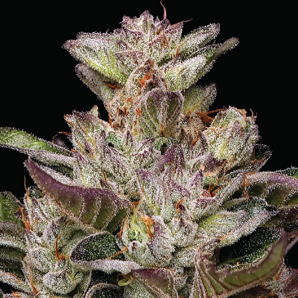 Donutz cannabis strain close up photo of live plant flower