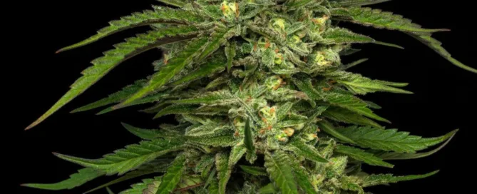 Dream Queen Cannabis Strain living plant photo of large, thick collection of flowers and large cola. Fast-flowering seeds