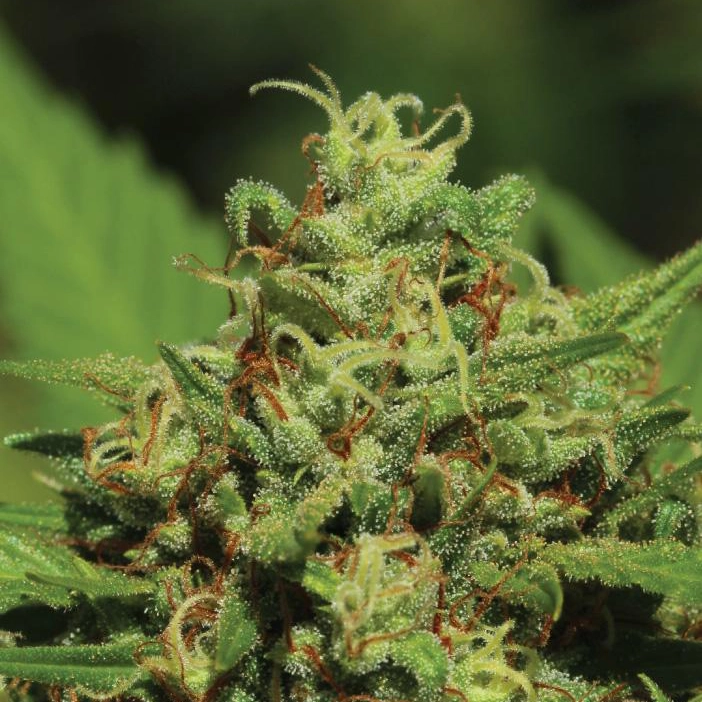 Emerald Fire OG Emerald Fire OG living plant photo shot outdoors with fan leave in background