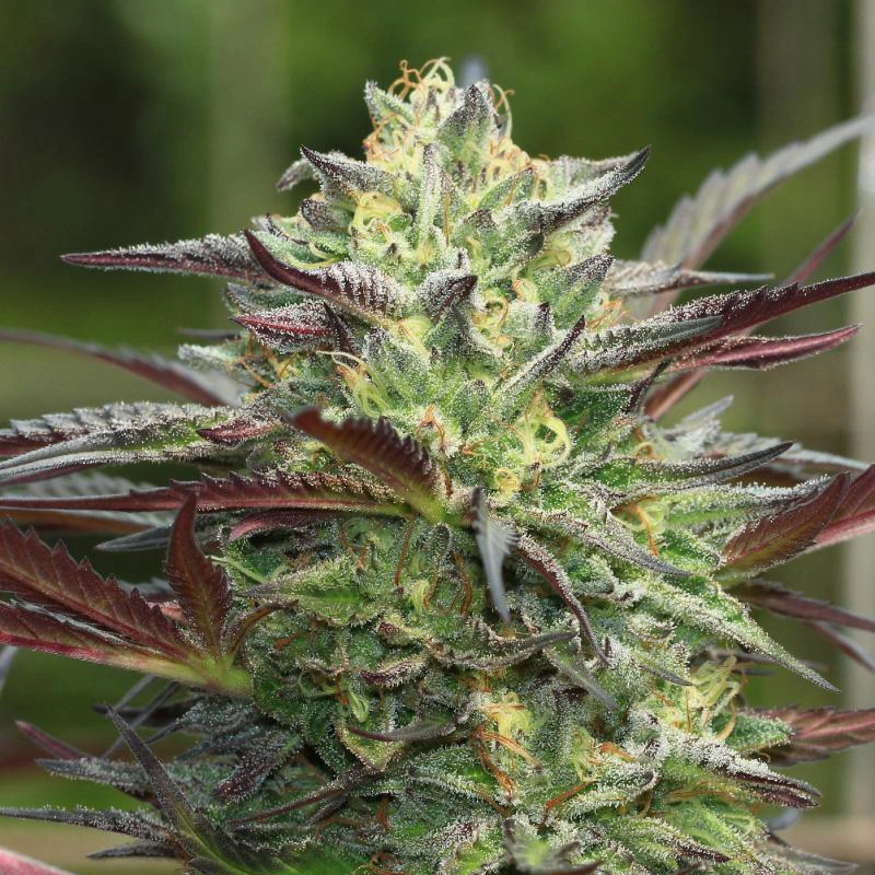 Girl Scout Cookies Girl Scout Cookies high resolution strain photo of a live plant with large thick flower or bud