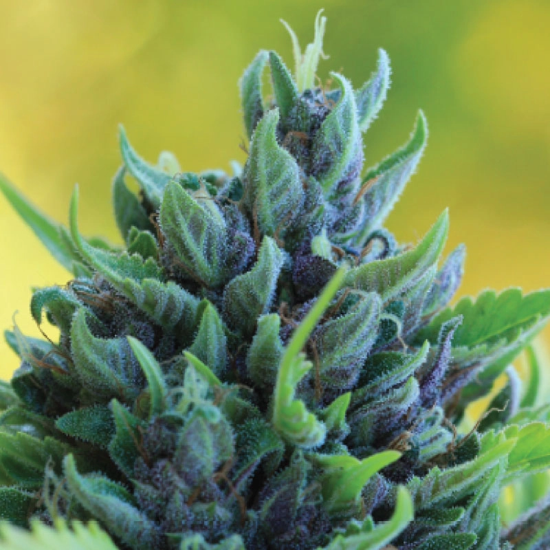 Humboldt Dream Cannabis Strain Humboldt Dream marijuana plant living example of a large bud with purple and orange color shot outdoors