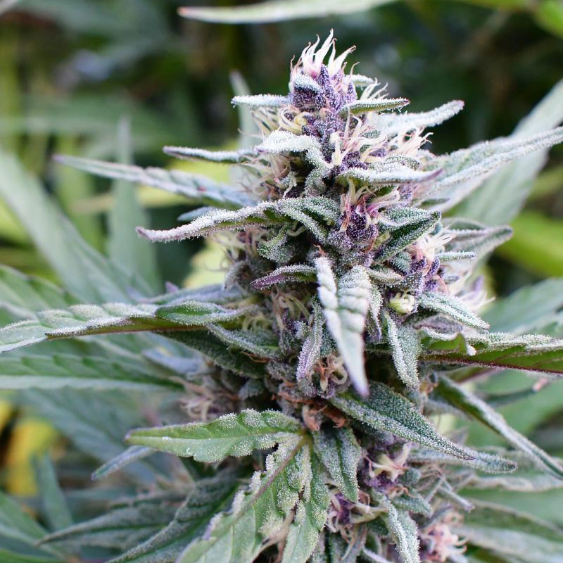 Hi-biscus Cannabis Strain live plant photo showing purple and pink buds