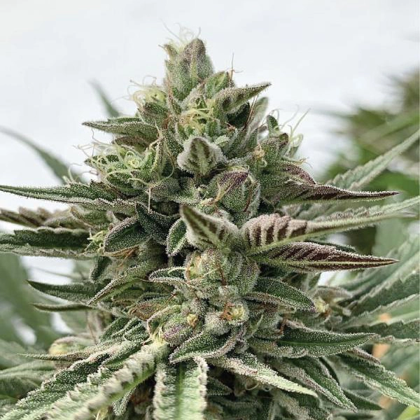 Humboldt Pound Cake live plant flower in greenhouse