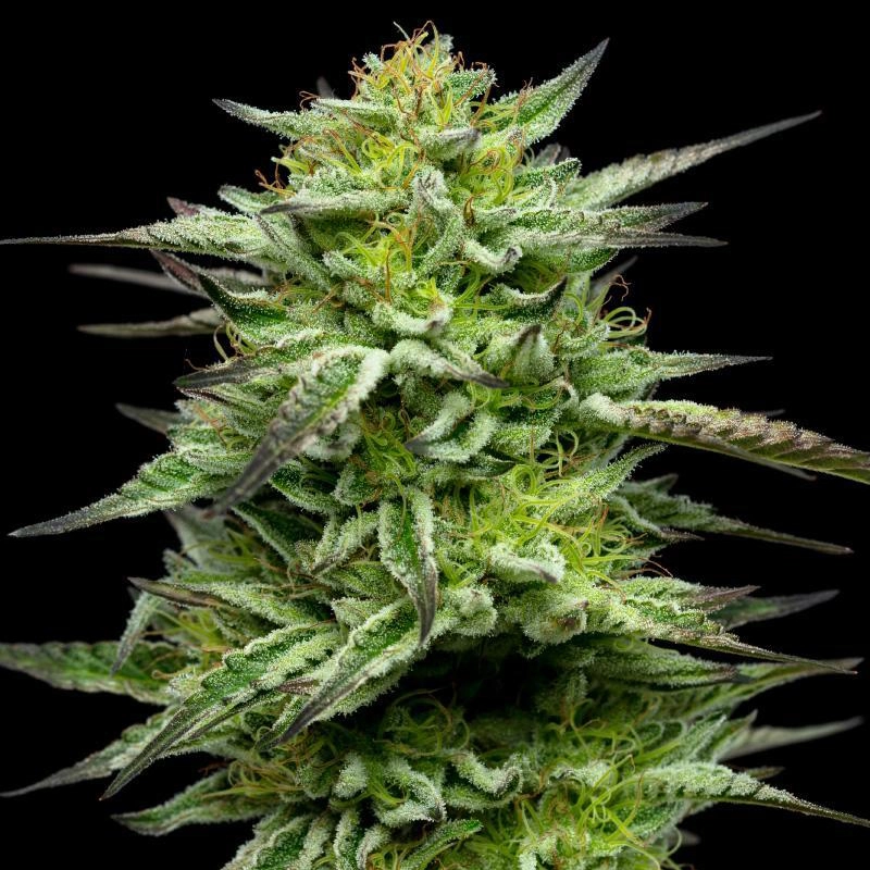Mountaintop Mint Feminized Cannabis Strain photo with yellow and green coloring shot on a black backdrop