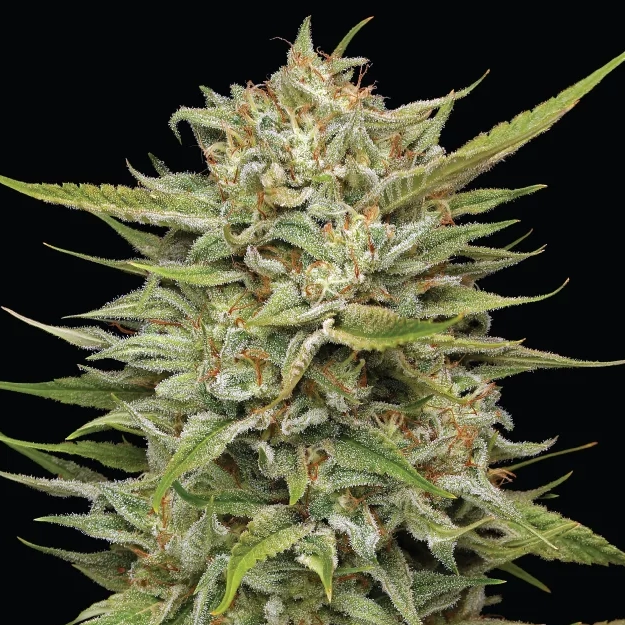 OG Kush OG Kush live weed plant close up photo on black background