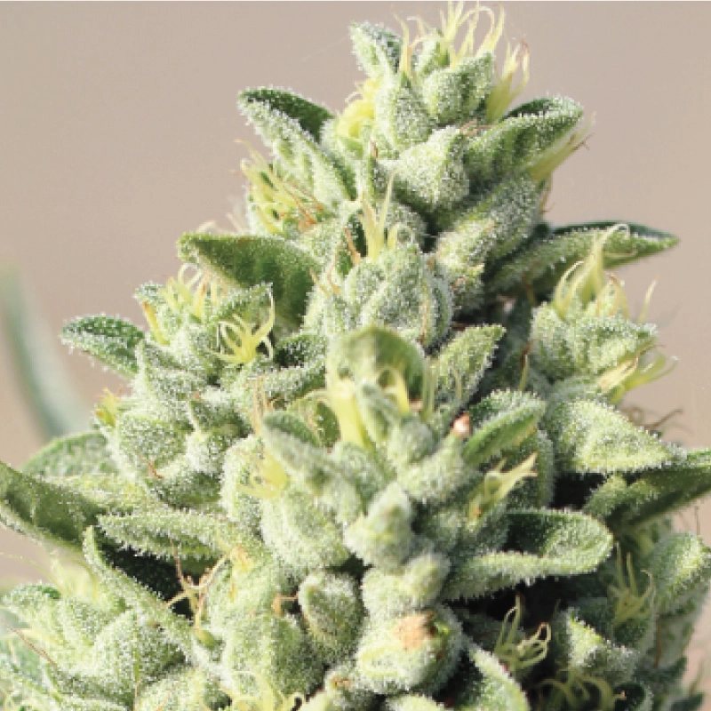 Old Growth OG live cannabis plant photo with yellow and green pistils