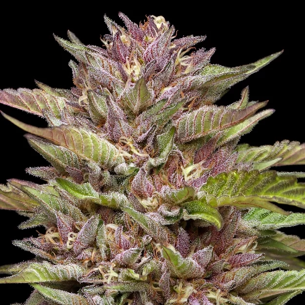 Pineapple Muffin cannabis strain photo live plant shot on black background purple weed