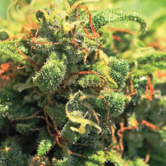 Pineapple Upside Down Cake cannabis strain with bright orange, green, and yellow colors