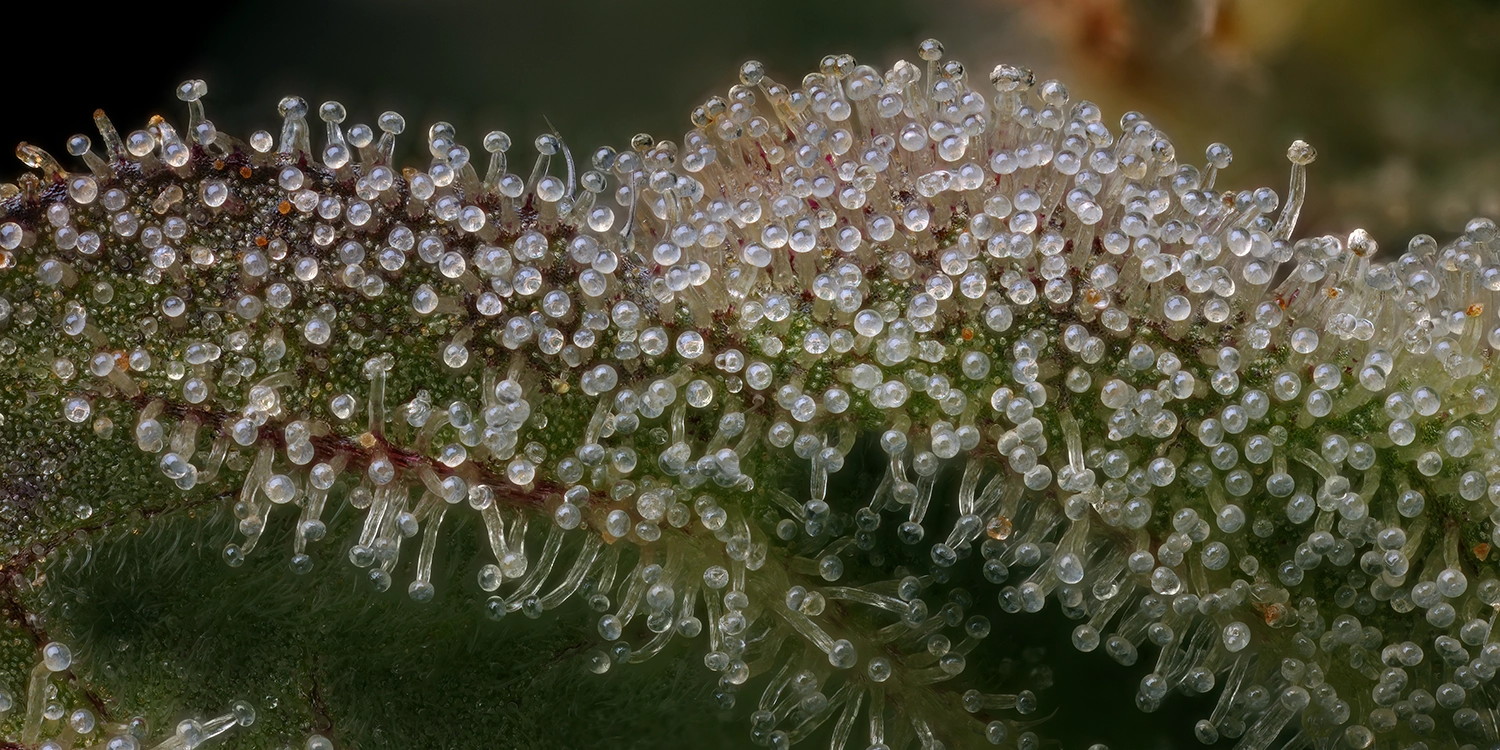 Royal Highness Strain macro photography showing closeup of swollen trichomes and purple colors