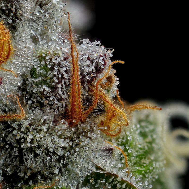 Vanilla Creme marijuana strain macro photography focused on dark orange and brown hairs and bulbous milky trichome heads