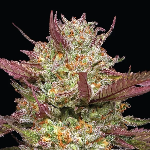 Blueberry Pancakes cannabis strain live plant close up photo with dark pink and orange