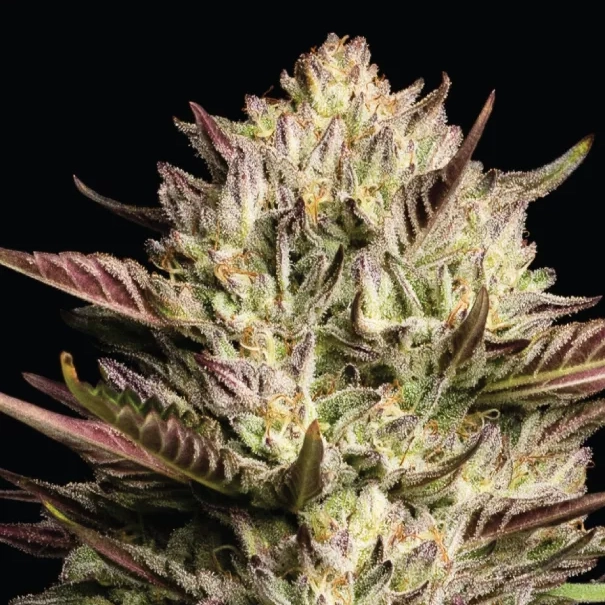 california octane live cannabis plant and nug shot photo