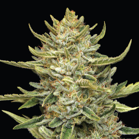 زهرة California Sour Diesel الحية زهرة نبات California Sour Diesel عن قرب على خلفية سوداء
