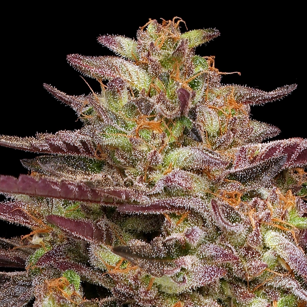 Cob Salad Cannabis Strain with bacon-like red coloring, orange hairs, and green mixed throughout