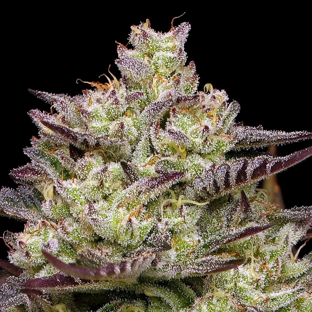 Donutz Triploid live plant example showing rich trichomes, purple sugar leaves, and yellow and orange pistils