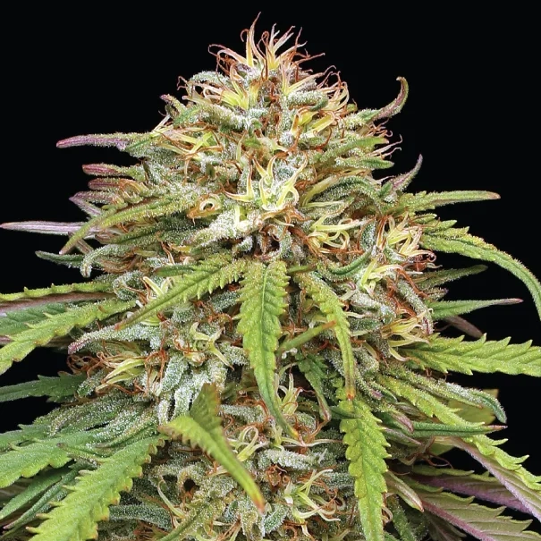 Ed&#039;s Super High Life cannabis strain live plant photo showing close up of the top nug or flower