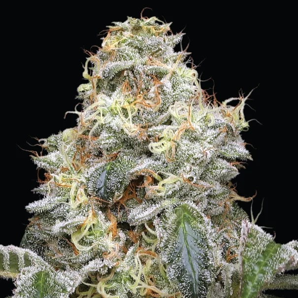 Farmer's Daughter Feminized live plant photo with white, orange, and green coloring from the rich trichomes and pistils