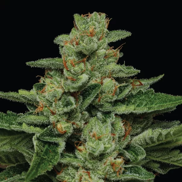 Fortune Cookie cannabis strain live plant photo with orange hairs and trichomes shot on black backdrop