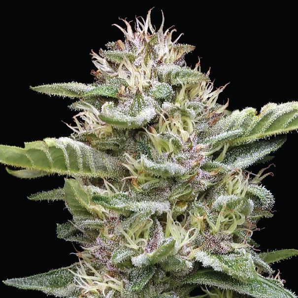 Garlic Budder weed plant photo with long pistil hairs and white trichomes all over the plant