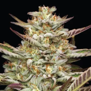 Gazzurple Cannabis Strain live plant phot with orange and yellow coloring plus tons of white crystals and trichomes