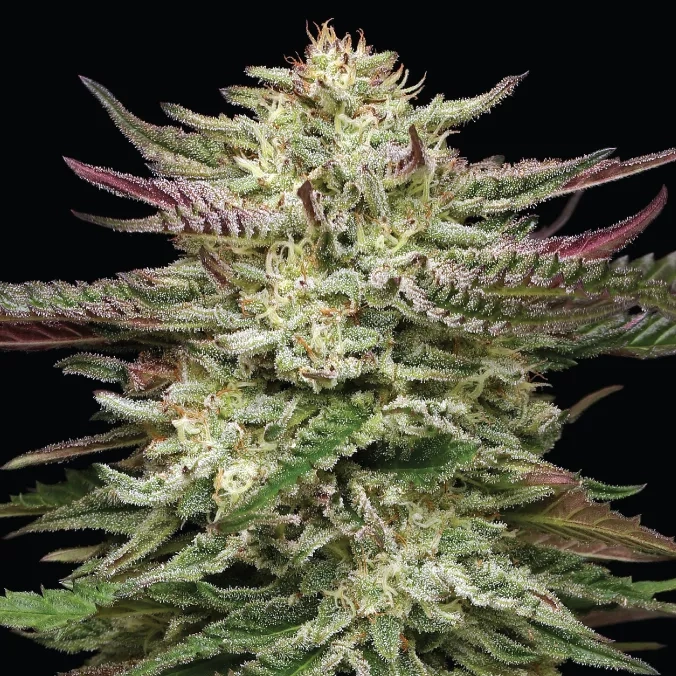 Humboldt Headband marijuana living plant photo shot in studio