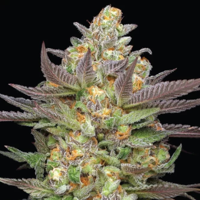 Mint Jelly Cannabis Strain levende planten foto toont groene oranje en gele kleuren