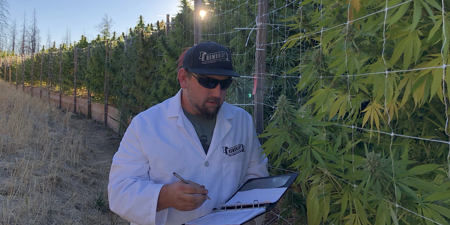 Scientist with baseball cap taking notes in binder while walking next to large commercial cannabis grow in field