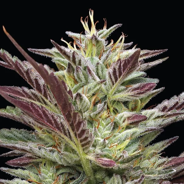 Notorious THC live cannabis plant photo with purple orange and green coloring