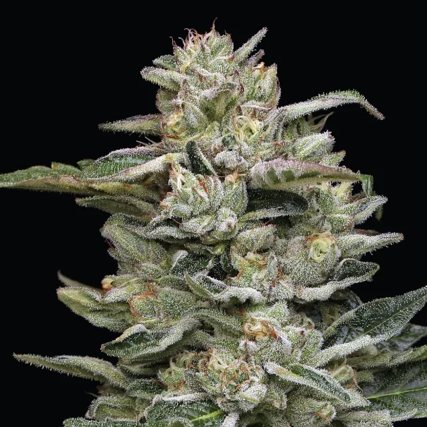 Nutter Budder weed plant photo with pistils and crystal looking trichomes