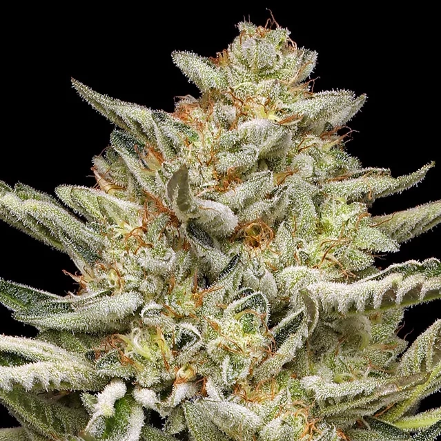 Og Triploid live cannabis plant photo with tons of white crystal like trichomes