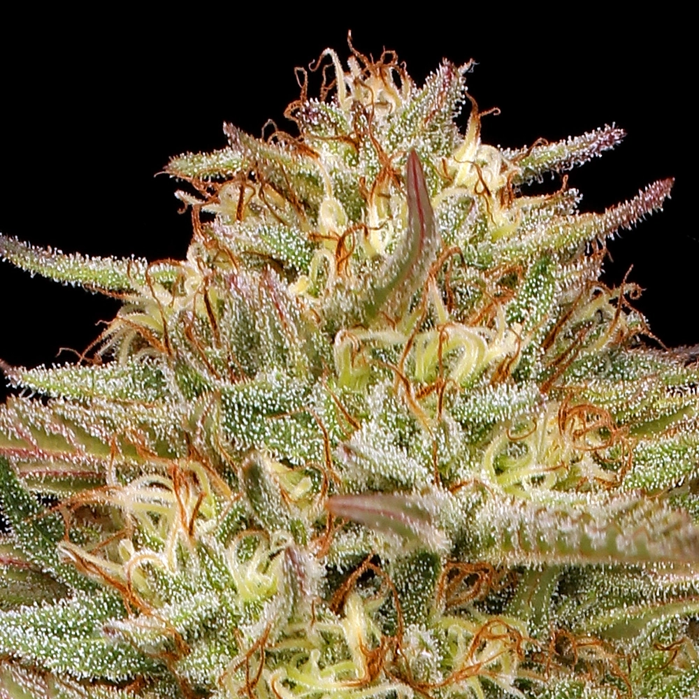 Orange Creampop live plant photo with light green, yellow, and orange hairs and trichomes