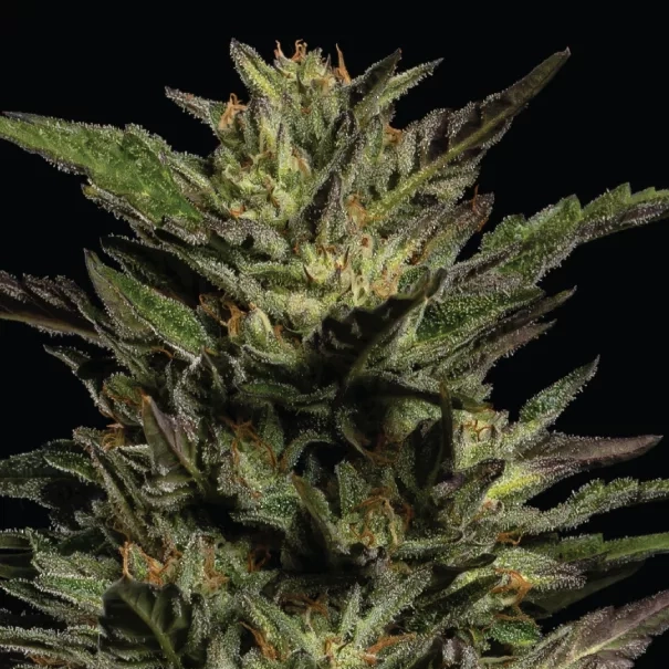 Pistachio cannabis strain live plant photo close up on black background