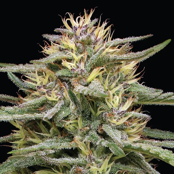 Raspberry Parfait cannabis flower on a live plant with long hairs and many white crystals