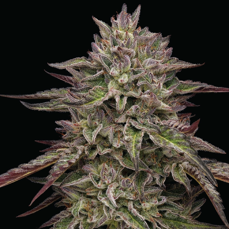 Royal Highness cannabis strain plant photography with deep purple coloring covered in white crystals