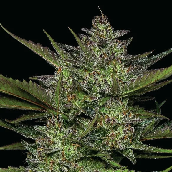 Sour Apple cannabis soort foto bloem of knop