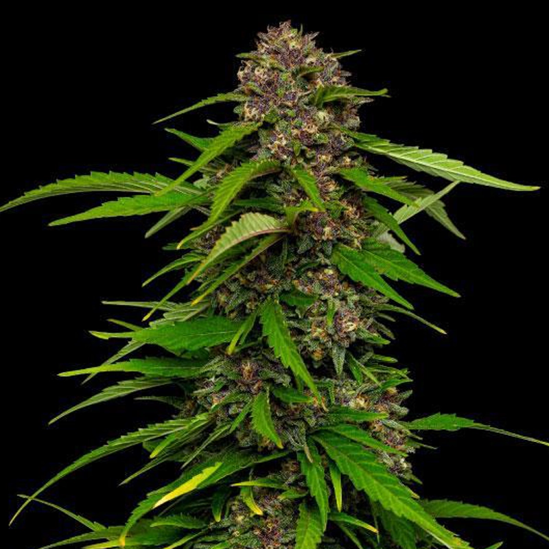 squirt live cannabis plant photo with large deep purple nugs and long fan leaves