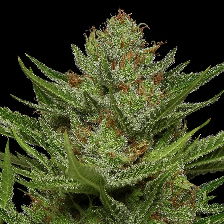 Stoopid Fruits cannabis strain live plant photo showing orange hairs and white trichome crystals