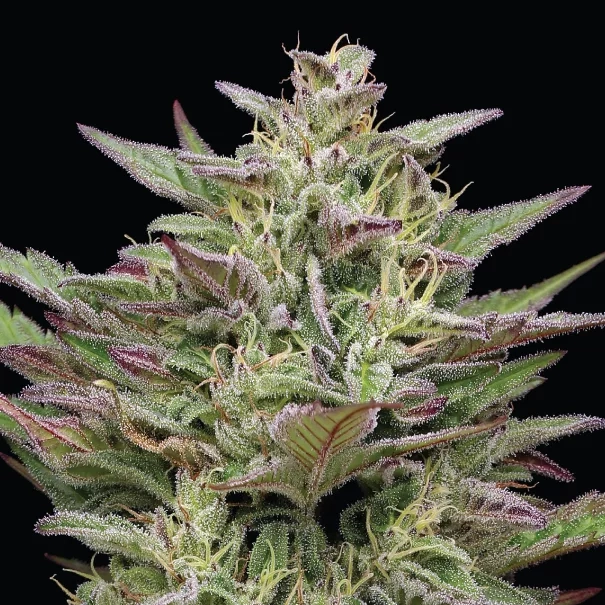 Trainwreck Autoflower live cannabis plant photo example with mostly green and some purple coloring on the leaves