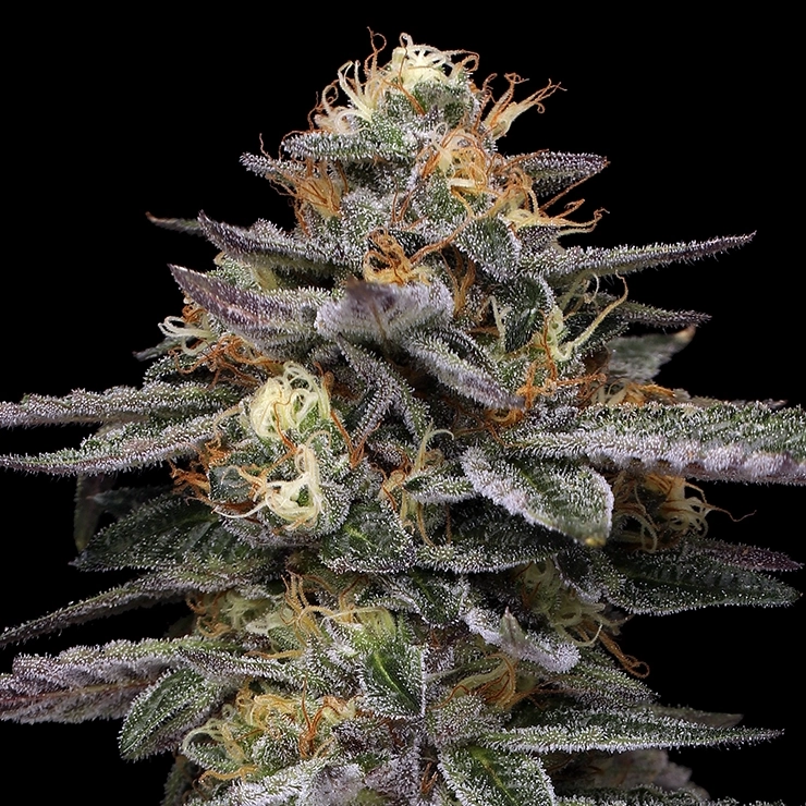 Vanilla Frosting marijuana strain live plant flower with bold purple, orange, and yellow colors